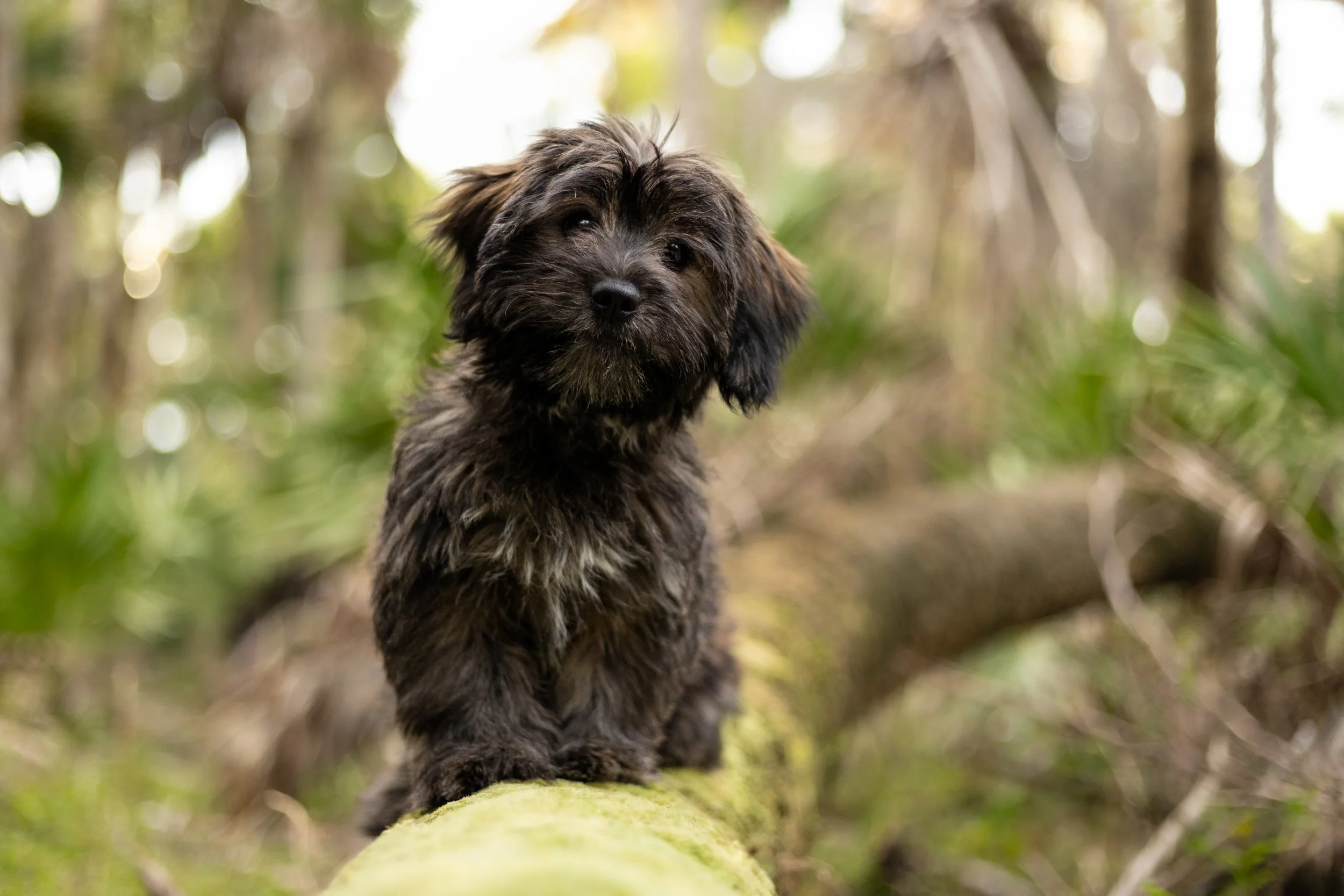 raleigh-pet-photographer-pet-photography-in-cary-chapel-hill-durham-nc132.jpg
