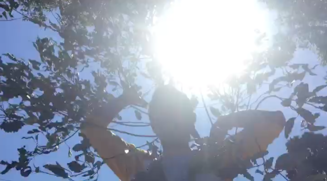 tree sun .png