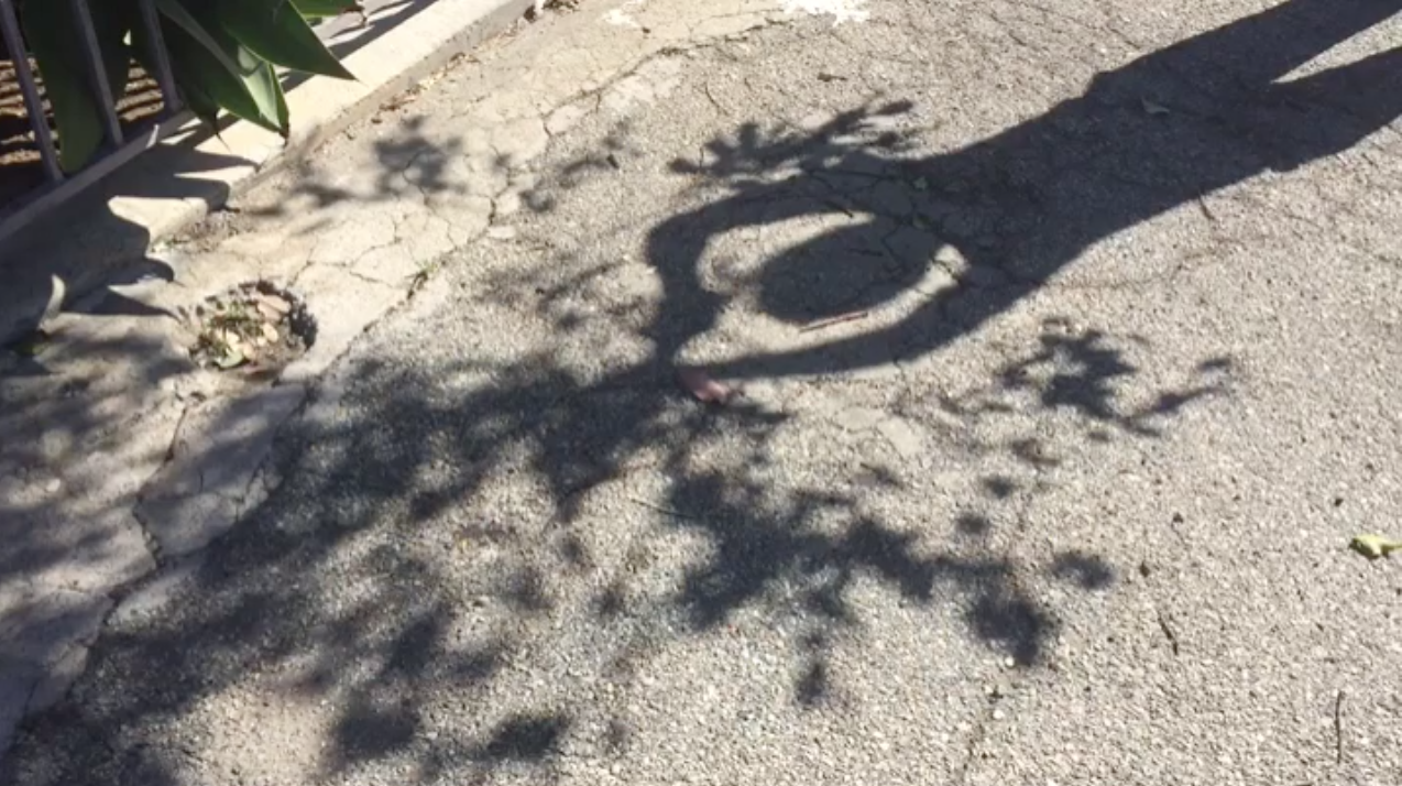 The Tree Video