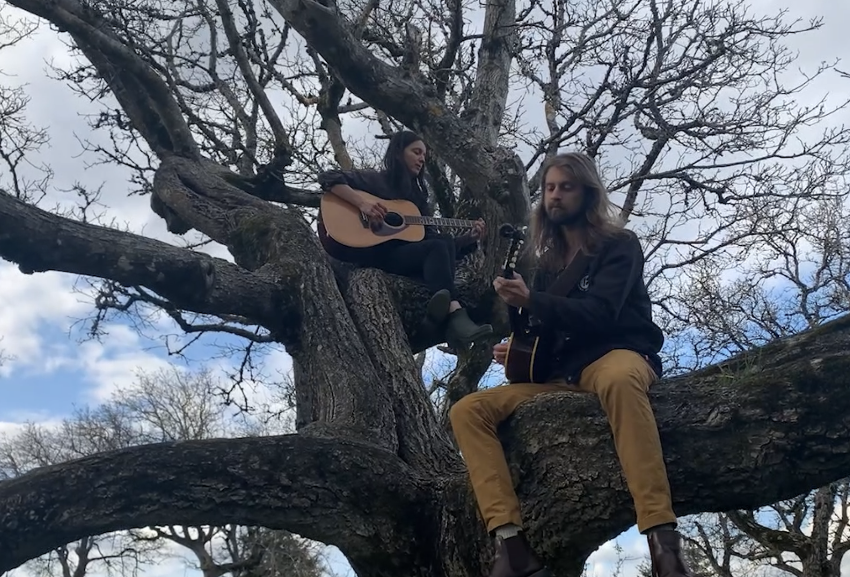 Pine Trees Live - Chamberlain Gonzalez
