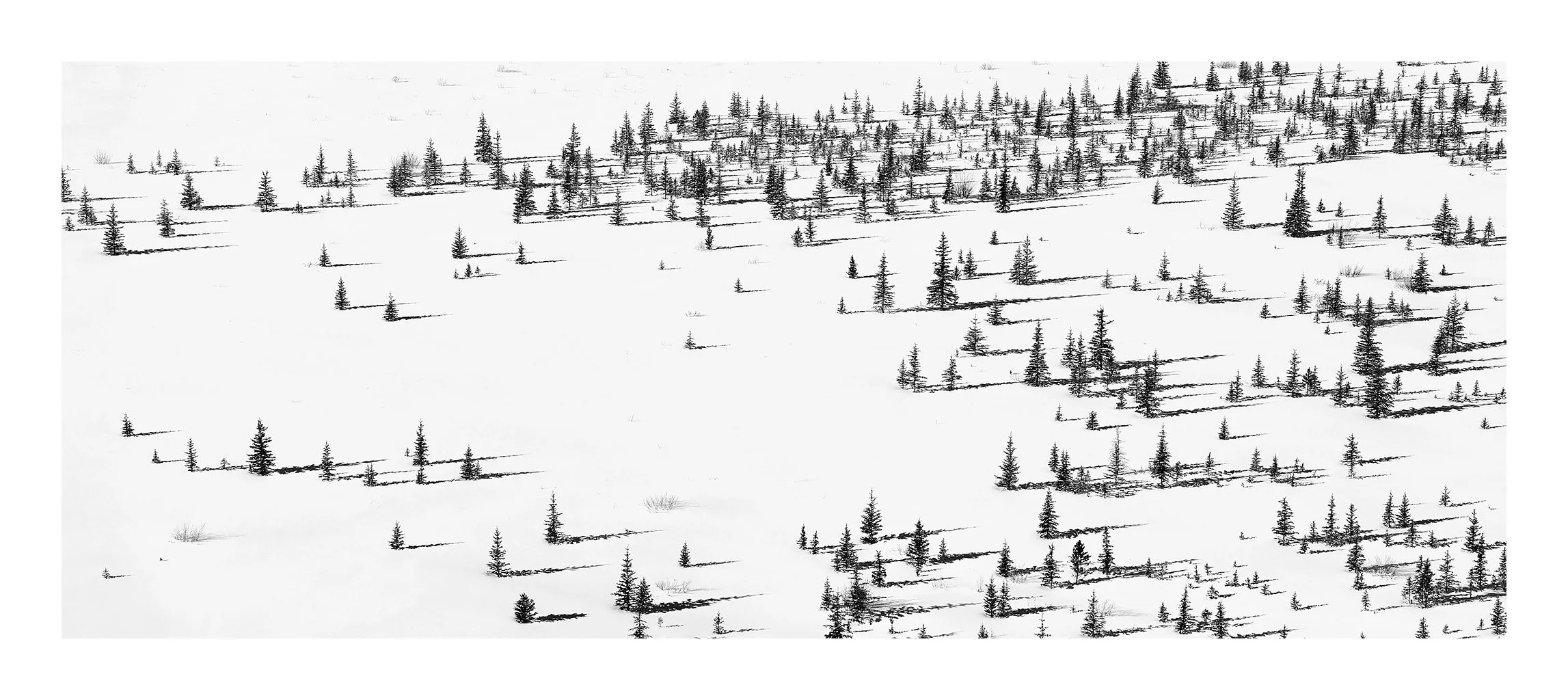 Ice Fields Parkway #14, Alberta, Canada, 2011