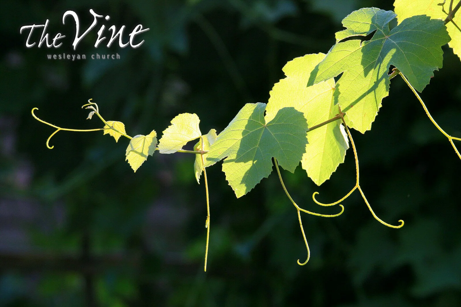 vine-with-tendrils_background.jpg