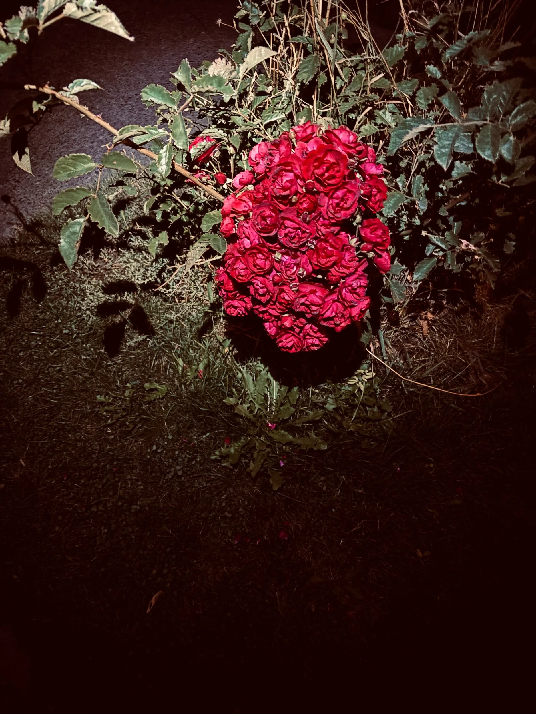 IMG_5167.jpeg
