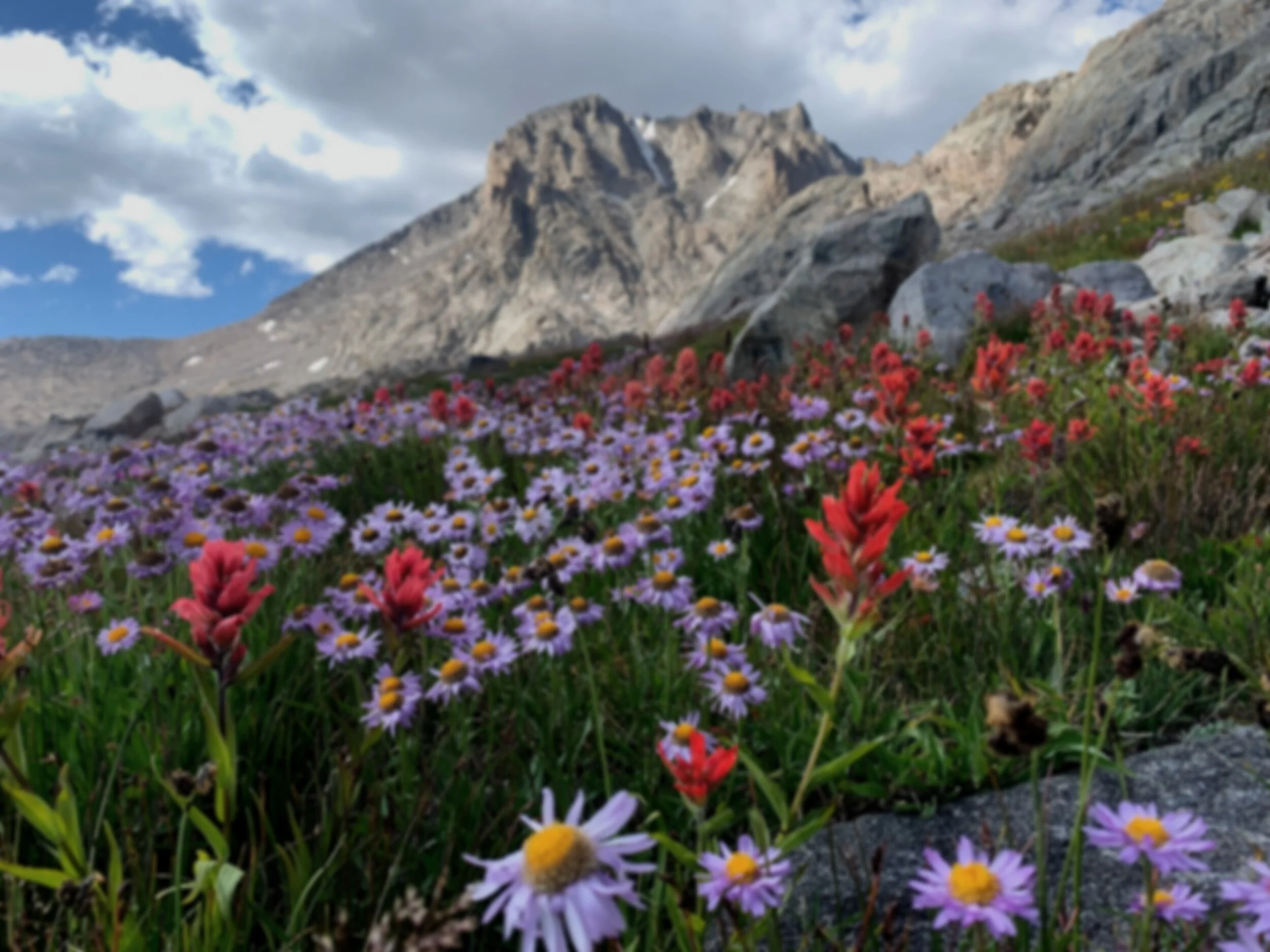 wildflowers-teton-mountains-jackson-wyoming.jpg