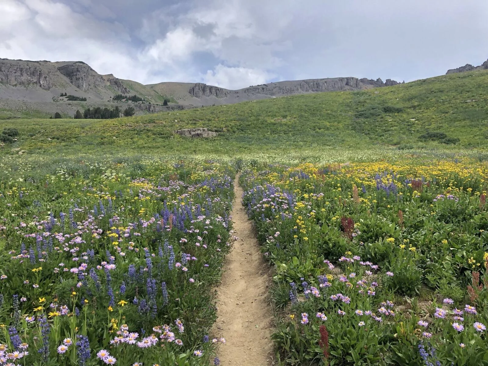 hiking-trail-wildflower-meadow-wyoming-mountains.jpg