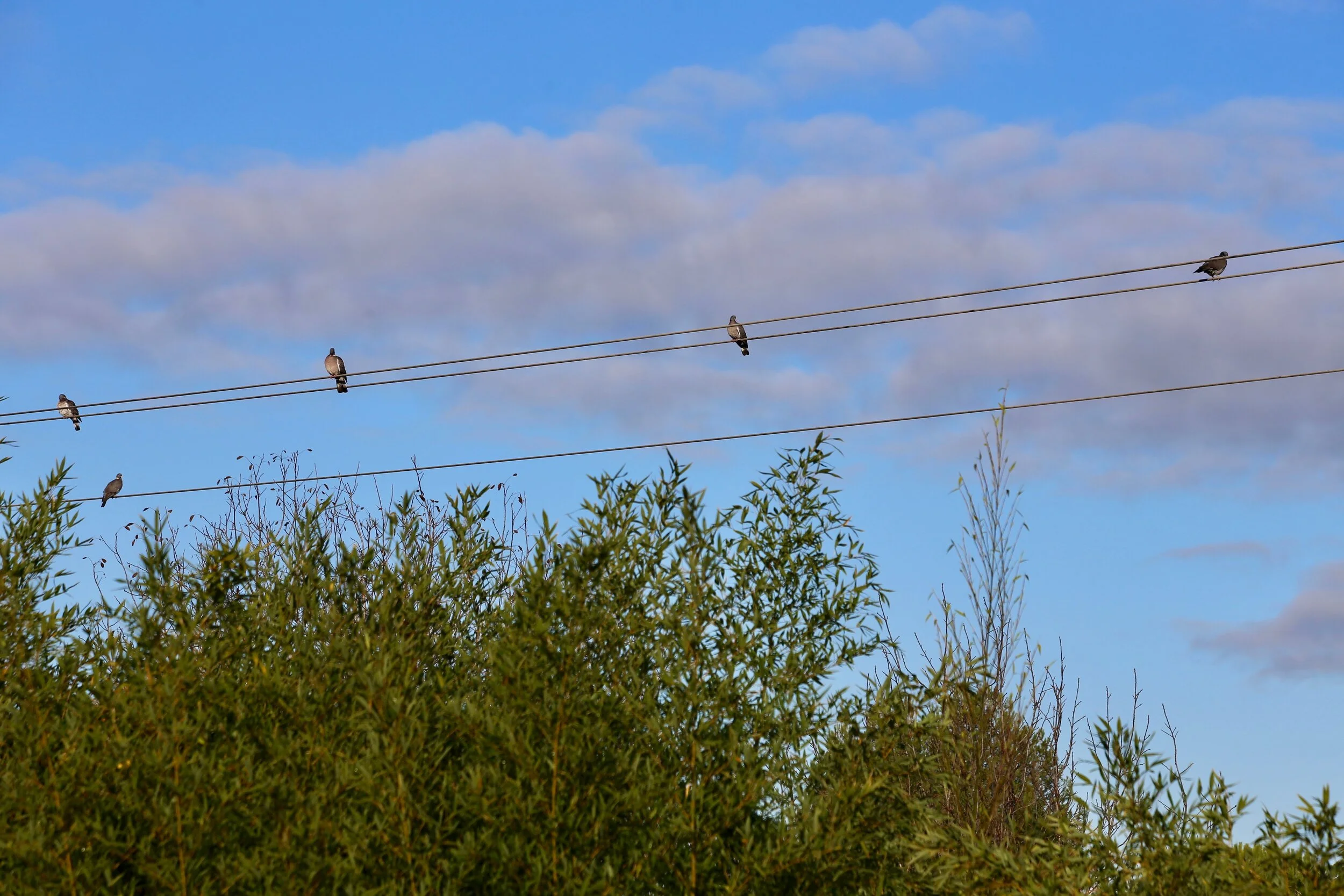 musical birds.jpg