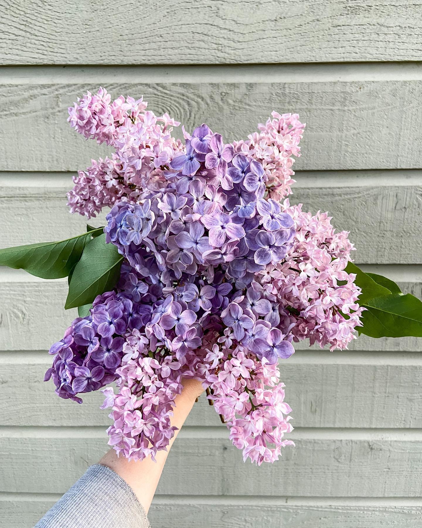 Growing up, we had a huge lilac tree beside our house - my  Mom would cut the flowers multiple times through the season and bring them in the house. The smell was amazing and the colour was beautiful. It&rsquo;s one of my cherished memories and as I 
