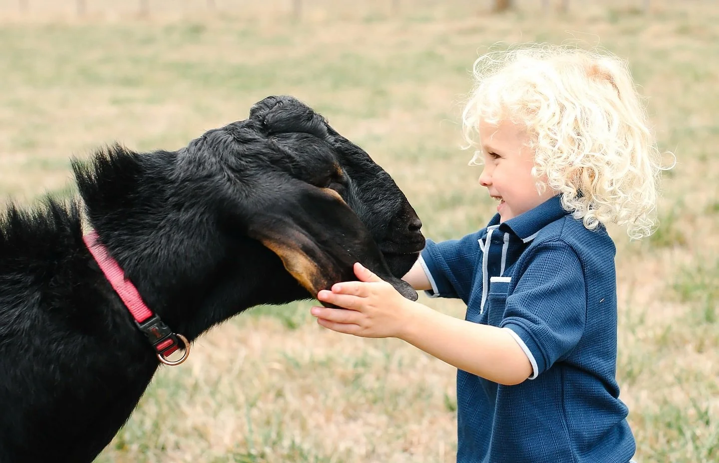 You&rsquo;ve got a friend in me 😍 is all I hear when looking at this photo of sweet A holding this goats face. 

Private family farm sessions are a must! Reach out if you&rsquo;re interested in a session&hellip; 

#kthomphoto #cowichanvalleybc #cowi