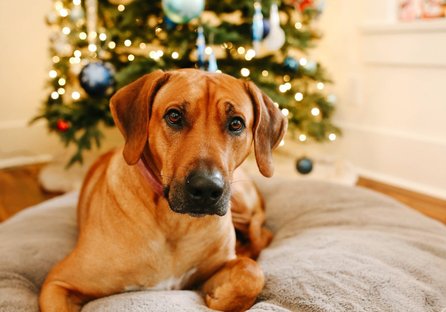 And that&rsquo;s a wrap on 2025 sessions (give or take a couple right around Christmas Day), but for now editing is finished. I delivered this gallery and a couple others this weekend! Time to slow down and enjoy the season with my family - list of t