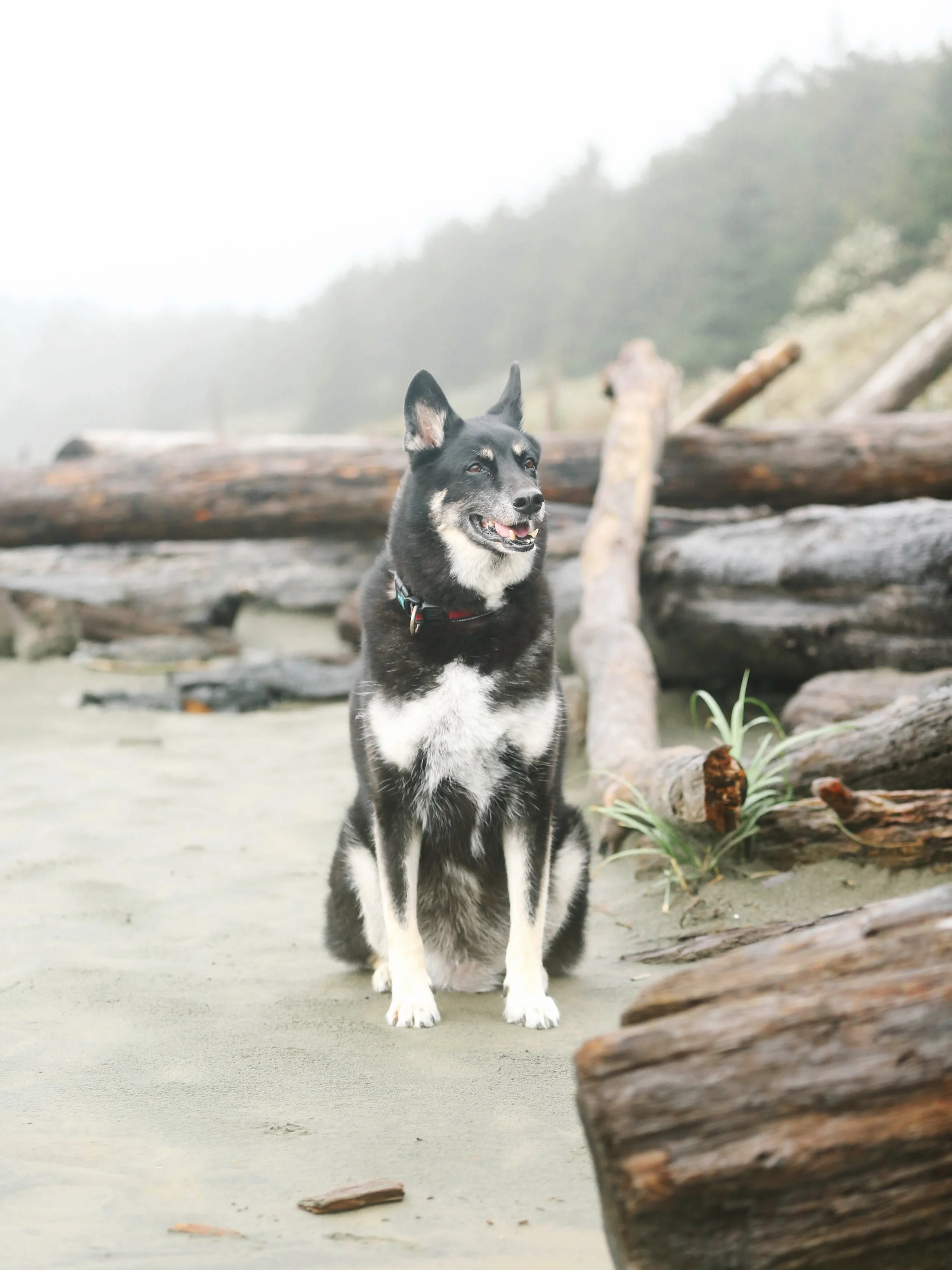 We brought our boy home 12 years ago this month, he was our wedding gift to ourselves. This weekend was incredibly hard as we knew time was slipping away. We said our final goodbyes to him last night at our home, surrounded with love, kisses and cudd