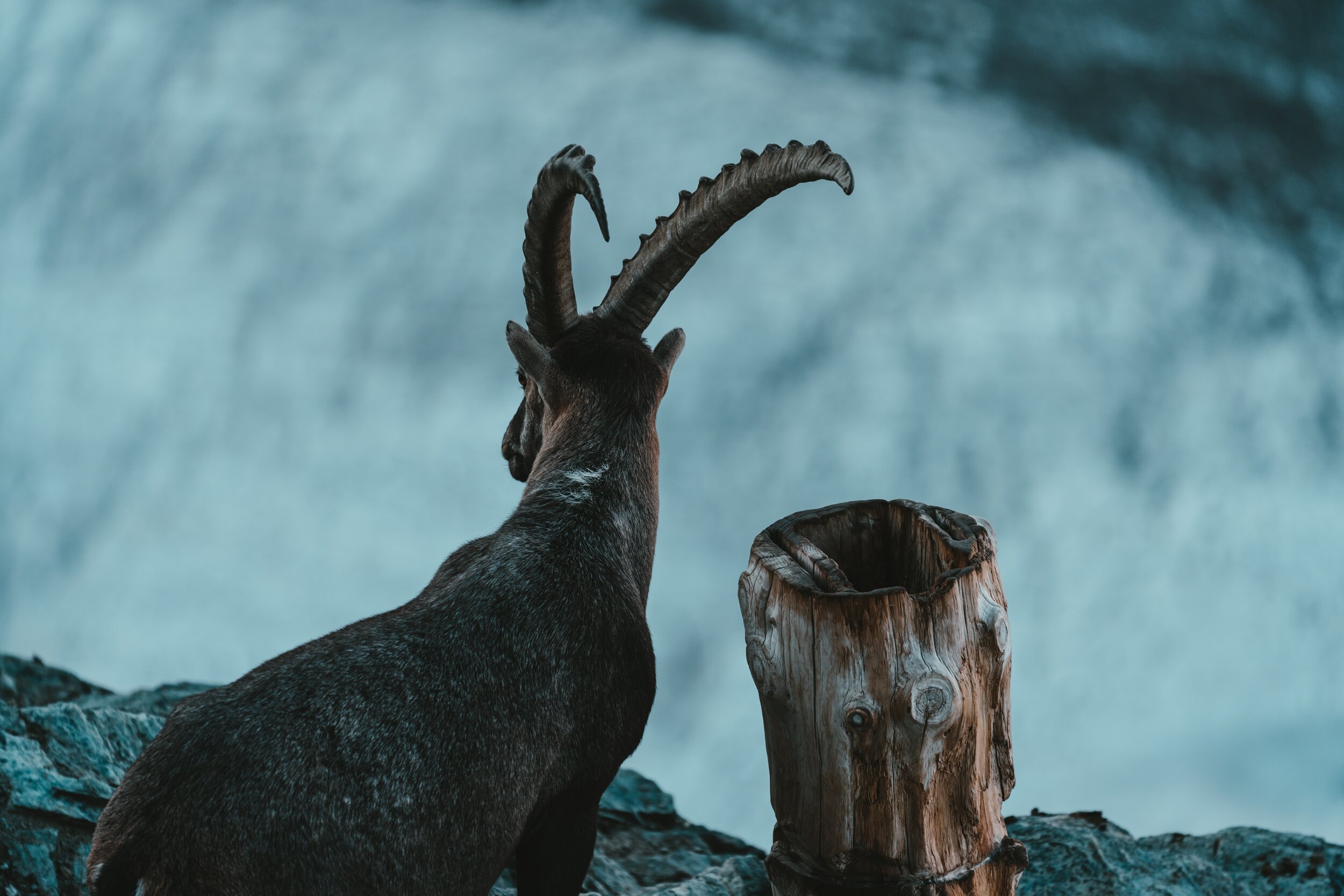 Capricorn Season: The Goat