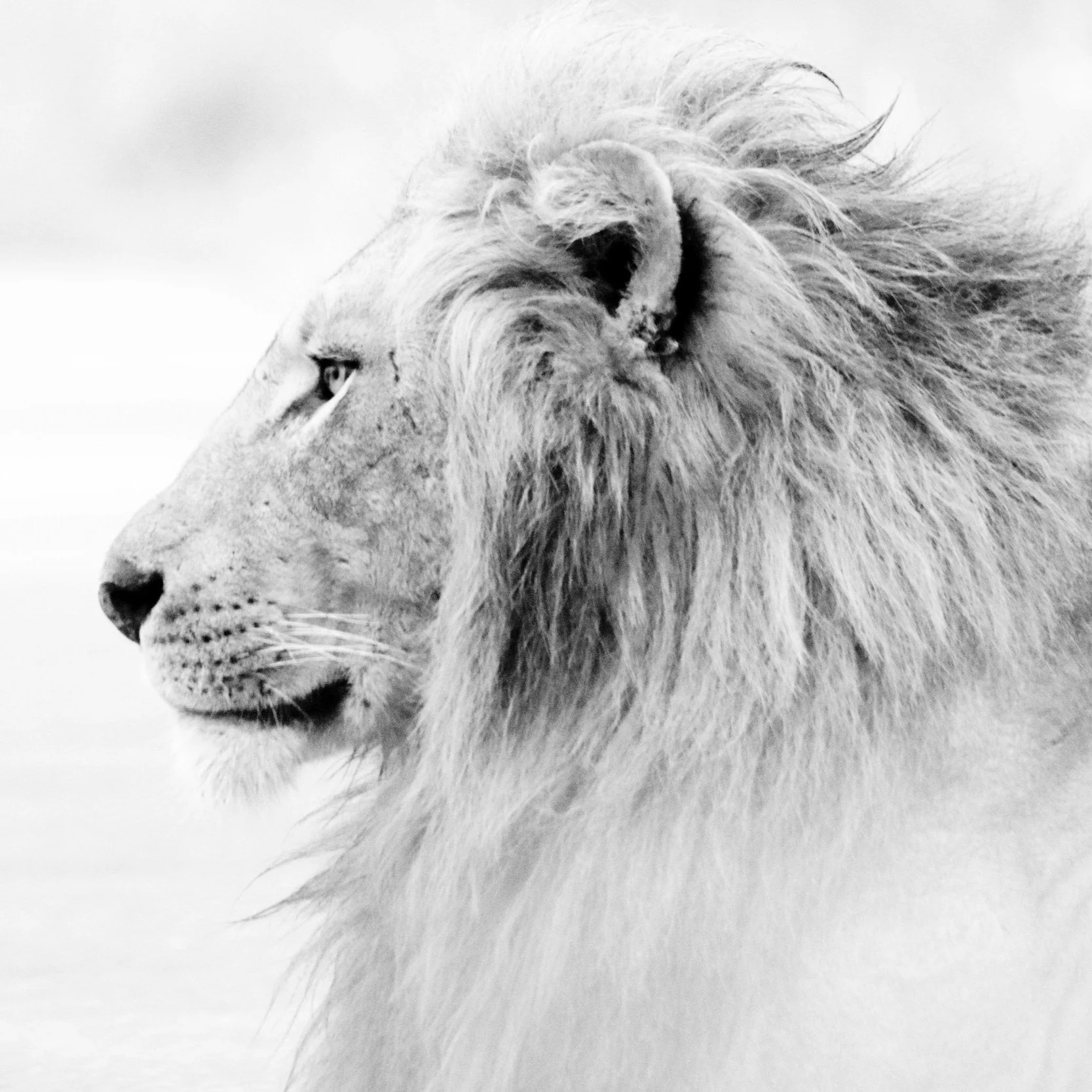 The Full Moon in Leo: Prepare for Chaos and Drama!