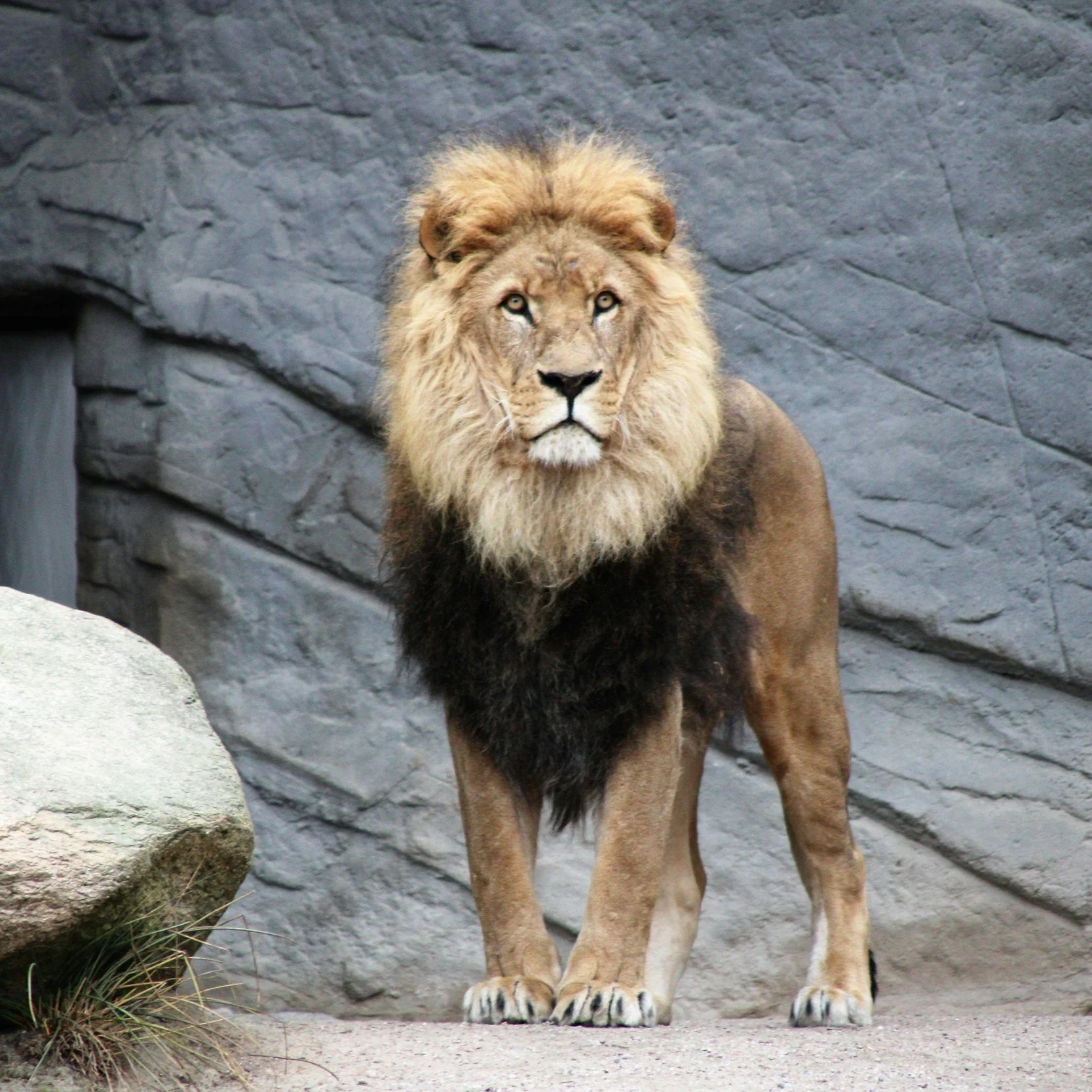The New Moon in Leo: Authenticity Required