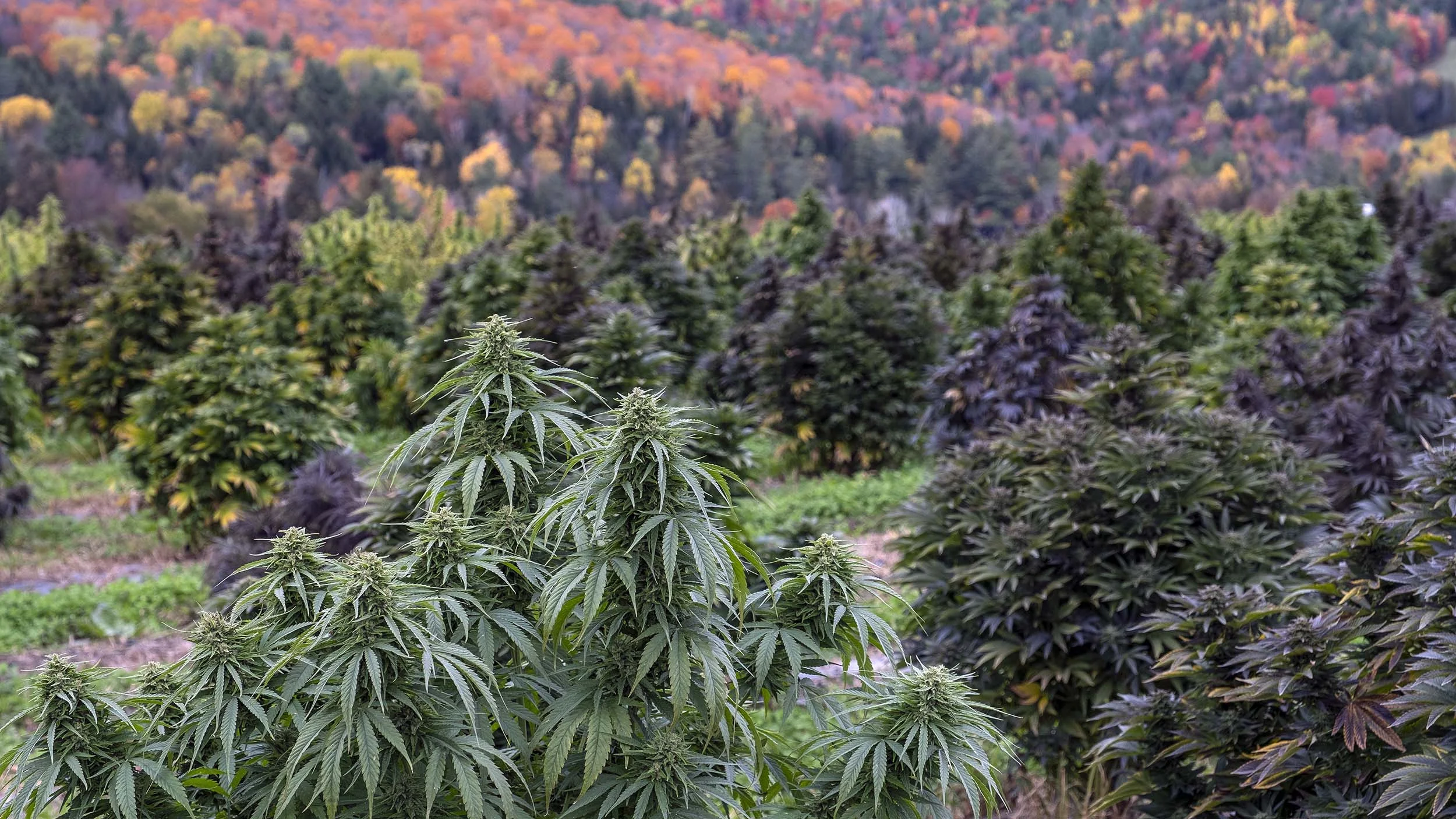 PRIMAL BOTANICAL: SMALL-BATCH, SLOW-CRAFTED CBD