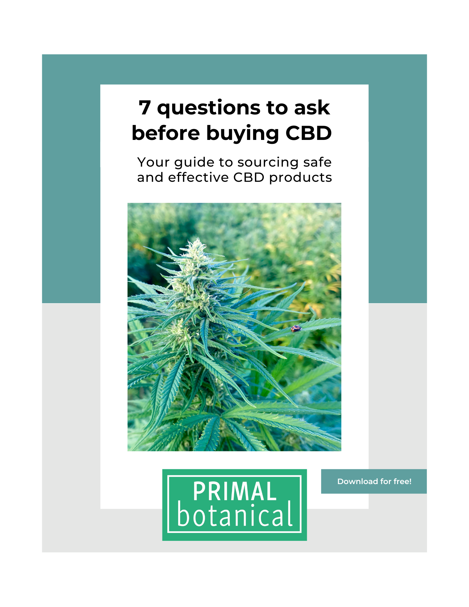 CBD buying guide