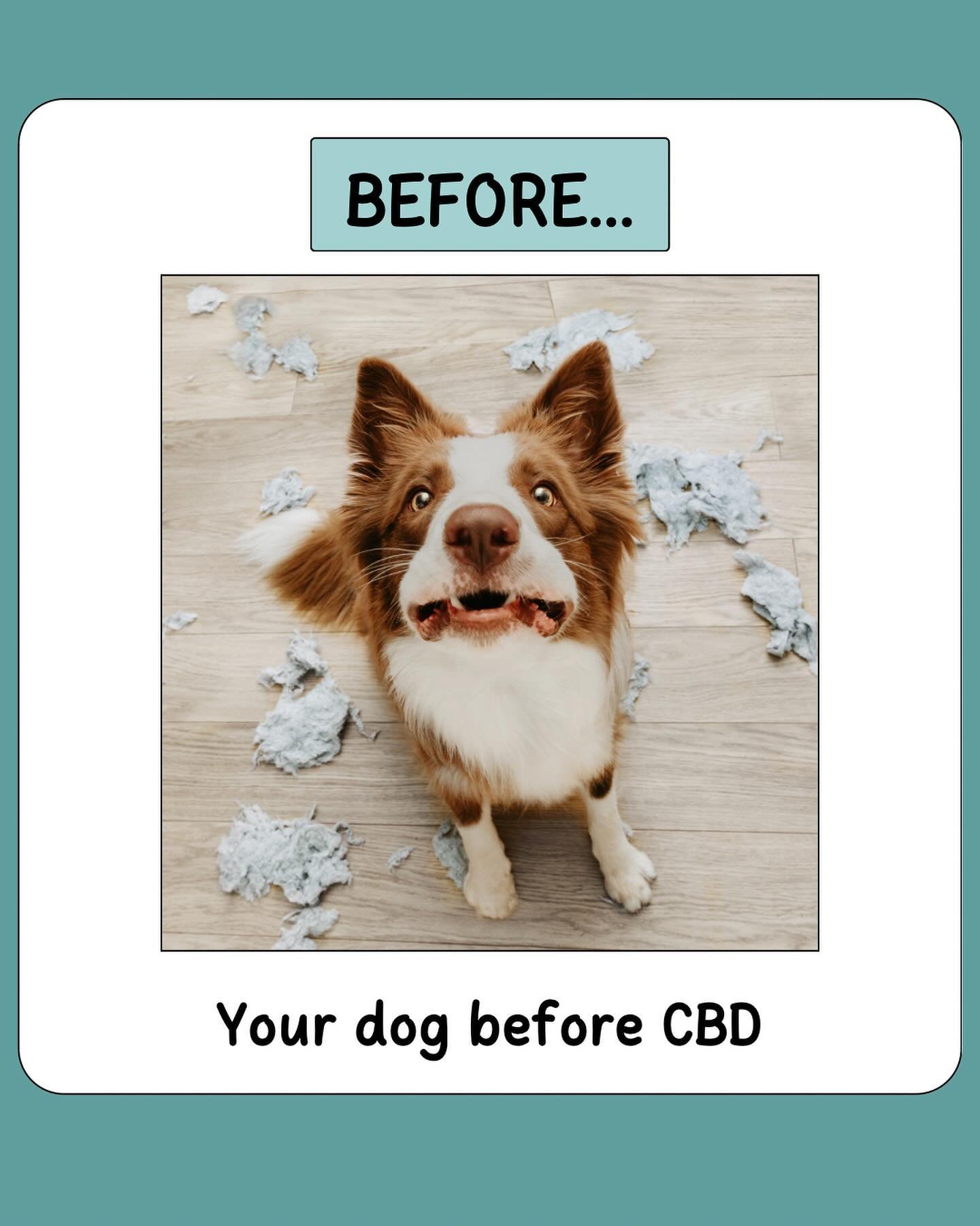 Is your dog a nervous wreck? Are your dog&rsquo;s antics turning YOU into a nervous wreck? Good news&hellip; CBD could help your pooch relax and chill! 

That&rsquo;s right, CBD isn&rsquo;t just for humans. It can keep your dog healthy and happy, too