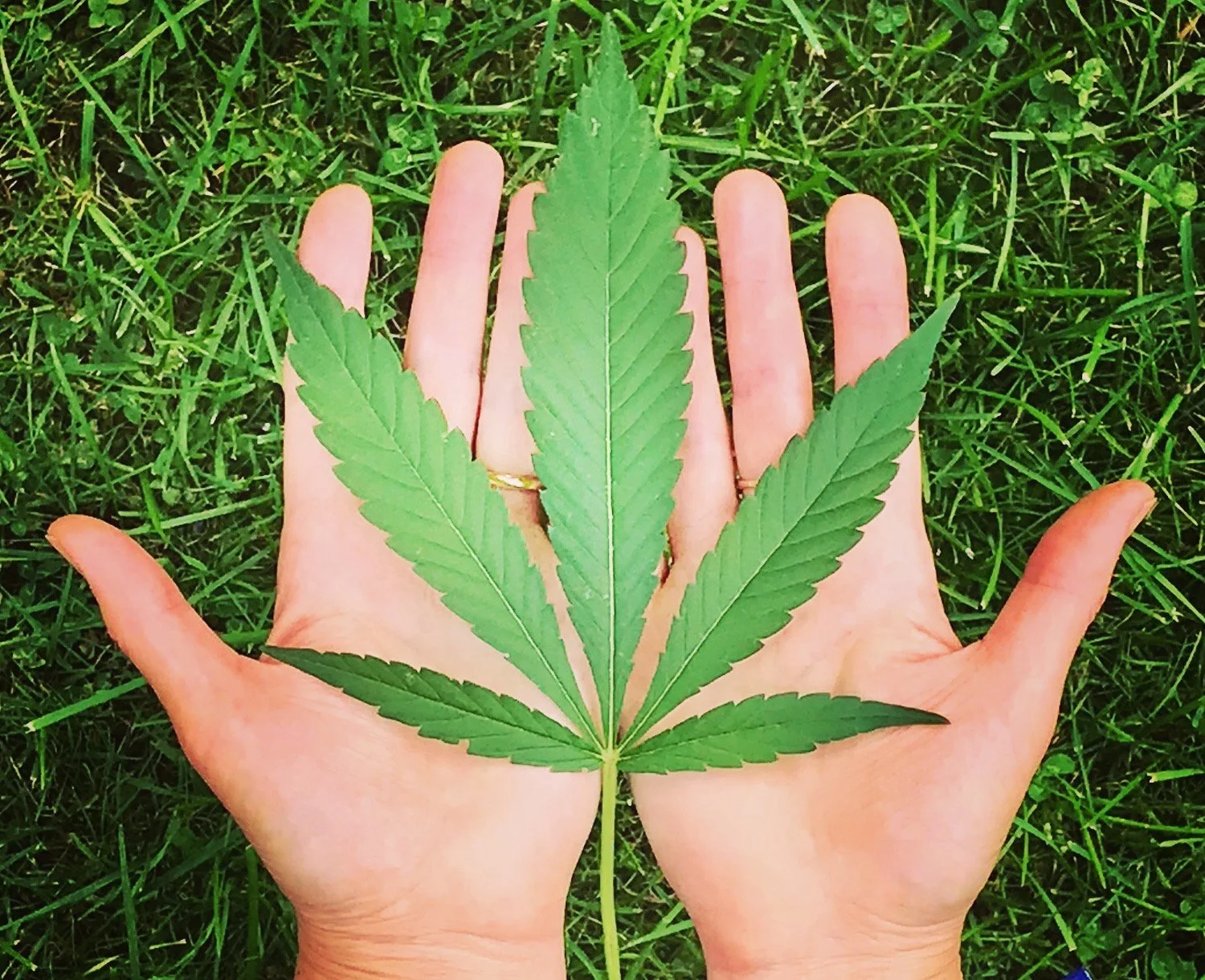 Could this be the end of full spectrum CBD? 