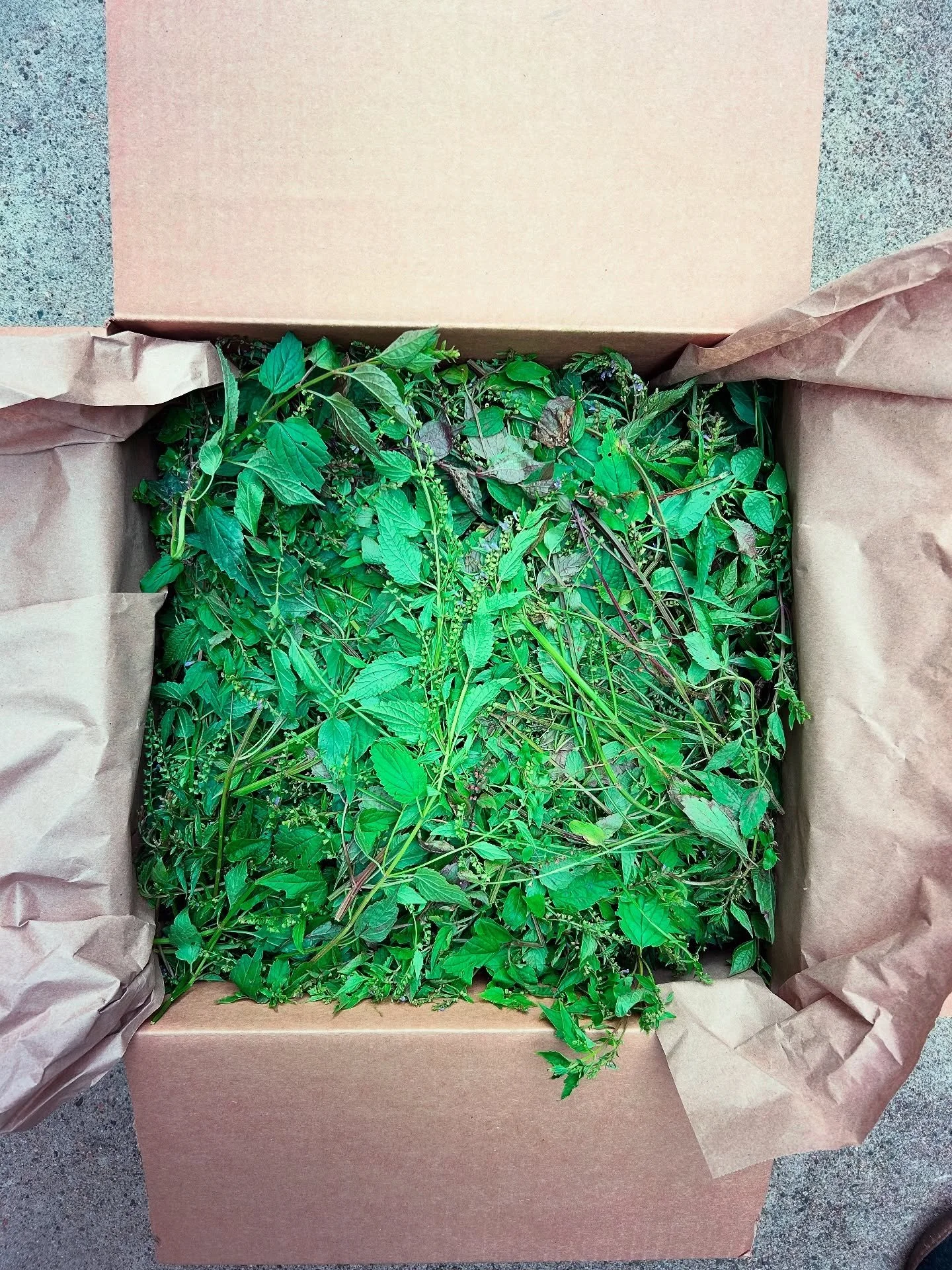 Gorgeous fresh skullcap from @fosterfarmbotanicals! I&rsquo;m making a fresh-plant tincture: skullcap whizzed in the blender with @culinarysolvent grain alcohol and distilled water, 1:2, 75%.