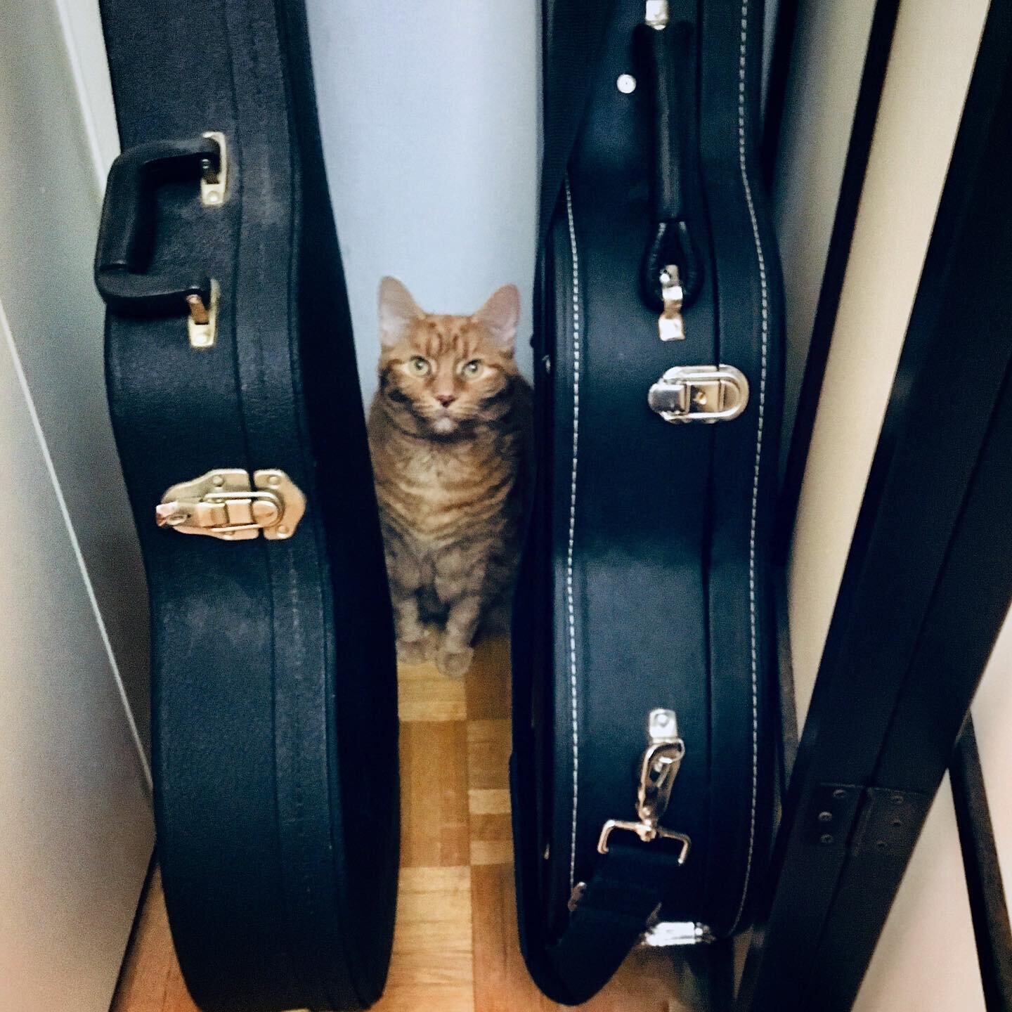 Maullidos a dos guitarras.