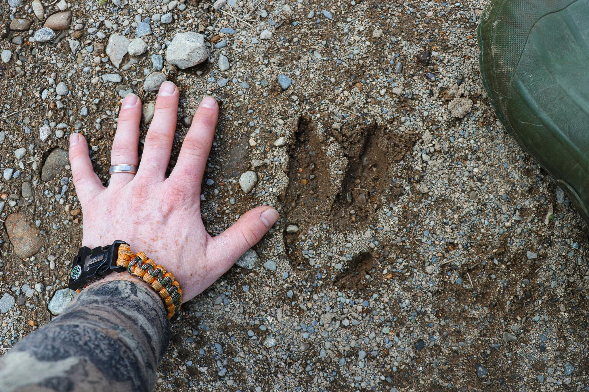 Reading Buck Sign and Behavior:              Lessons From Years in the Woods