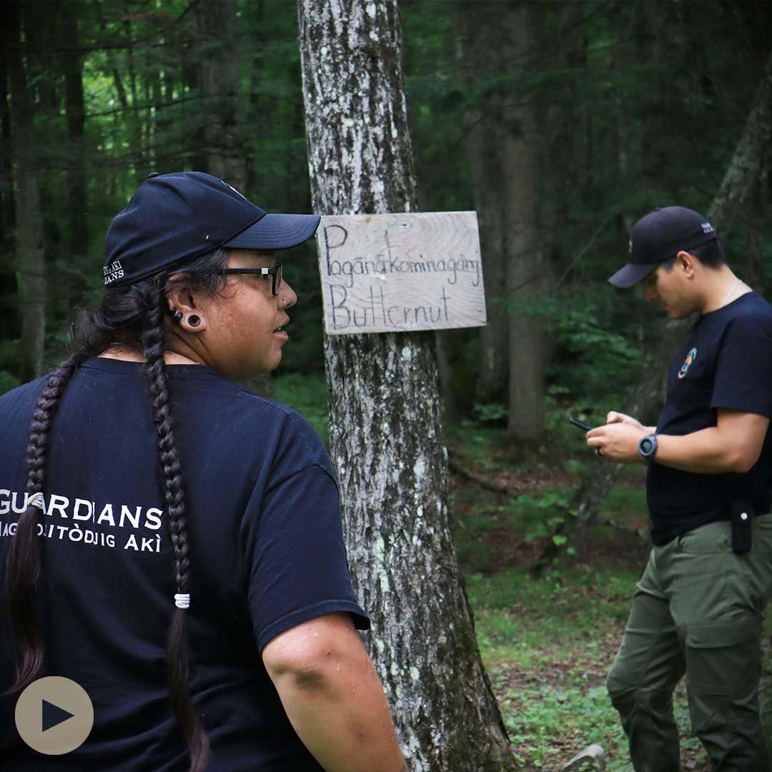 Bringing Back the Butternut Tree | Kitigan Zibi Nagadjitòdjig Akì