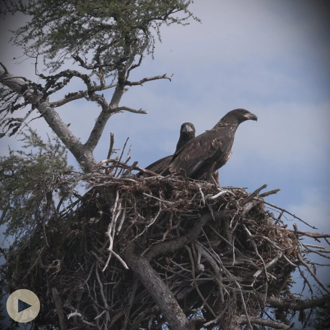 Why Guardians are Good for Wildlife 