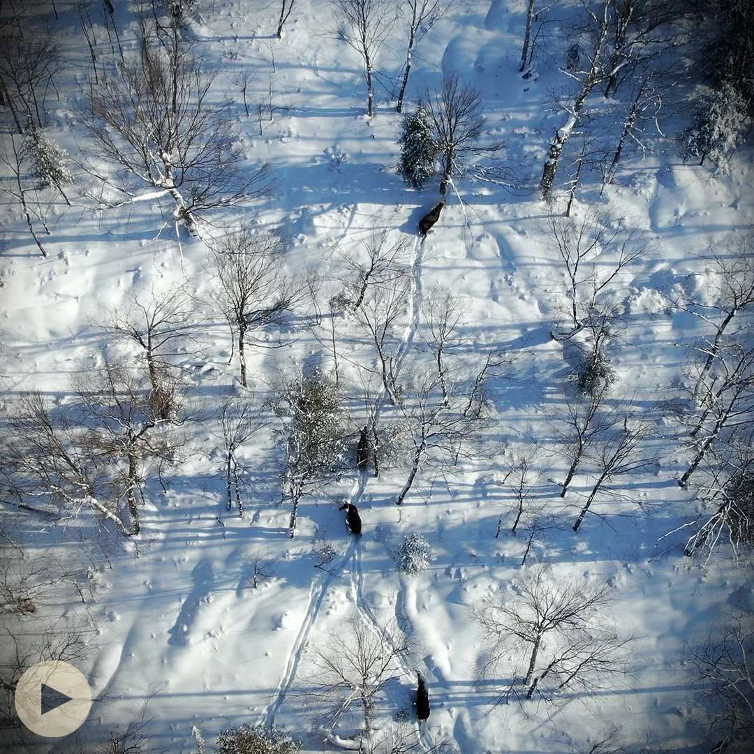 Monitoring Moose with Drones &amp; Kitigan Zibi