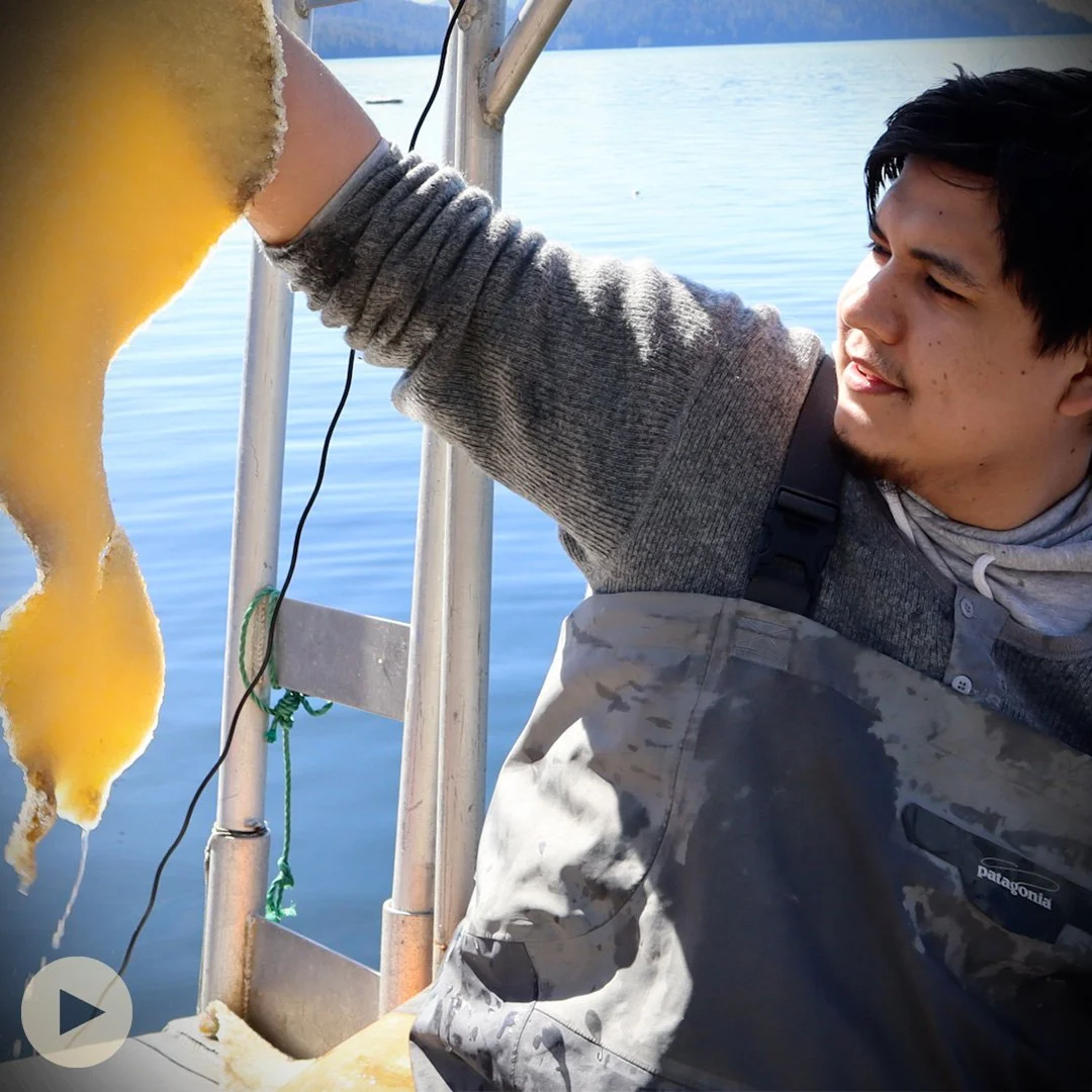 Haíłzaqv Guardians and Herring Roe