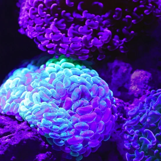 The Human Genome, SNP’s, and Disease Prevention