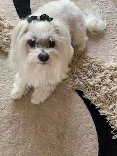 Recurring donations from donors, like Judi, keep us baking with purpose.

&quot;I'm so glad to be able to support Pawfectly Delicious,&quot; said Judi. &quot;I have family connections to the disability community and just seeing what Anne and her team