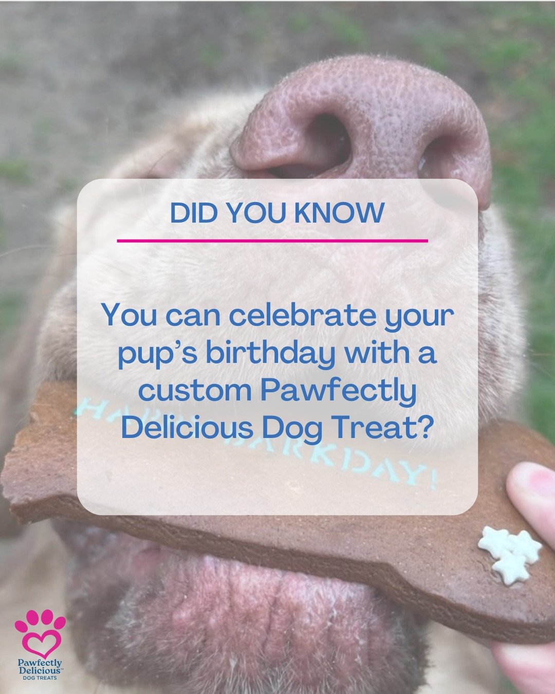 Celebrate your pup's birthday with a custom-made "Happy Barkday" bone! 🎉

Our barkday bones are special order only and available with blue or pink text. 💙🩷

They are also available for wholesale orders on faire.com if your business is in