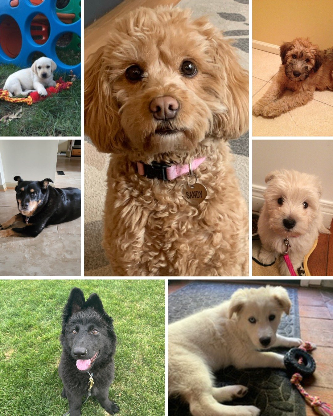 Today is National Puppy Day, so we're sharing some of our employees' dogs as puppies! 🩷

Behind every bag of treats we bake is a team of dog lovers, many of whom go home to pups of their own. These little faces are a big part of why we do what we do