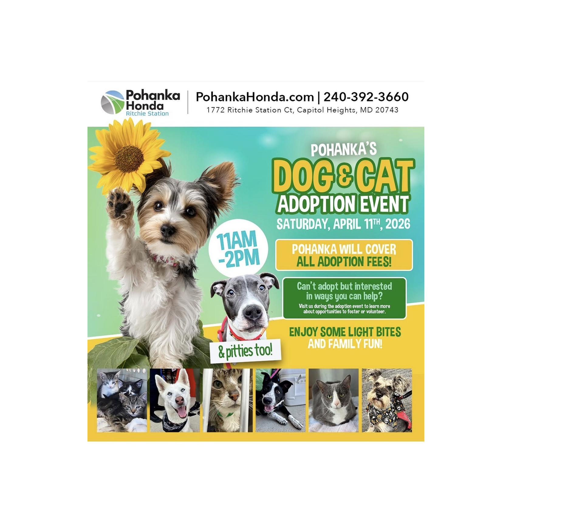 Pohanka's Dog and Cat Adoption Event 
