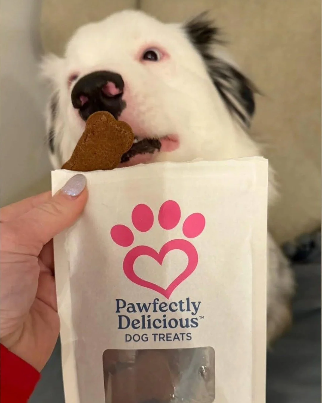 Thank you to all of these pups who recently tried our treats! 🩷

Taking the time to share a photo and tag us is a great way to help us spread awareness of our mission and treats! We hope you enjoyed the treats! 🐾

@phoebetheaussi
@nashthewoodle

#a