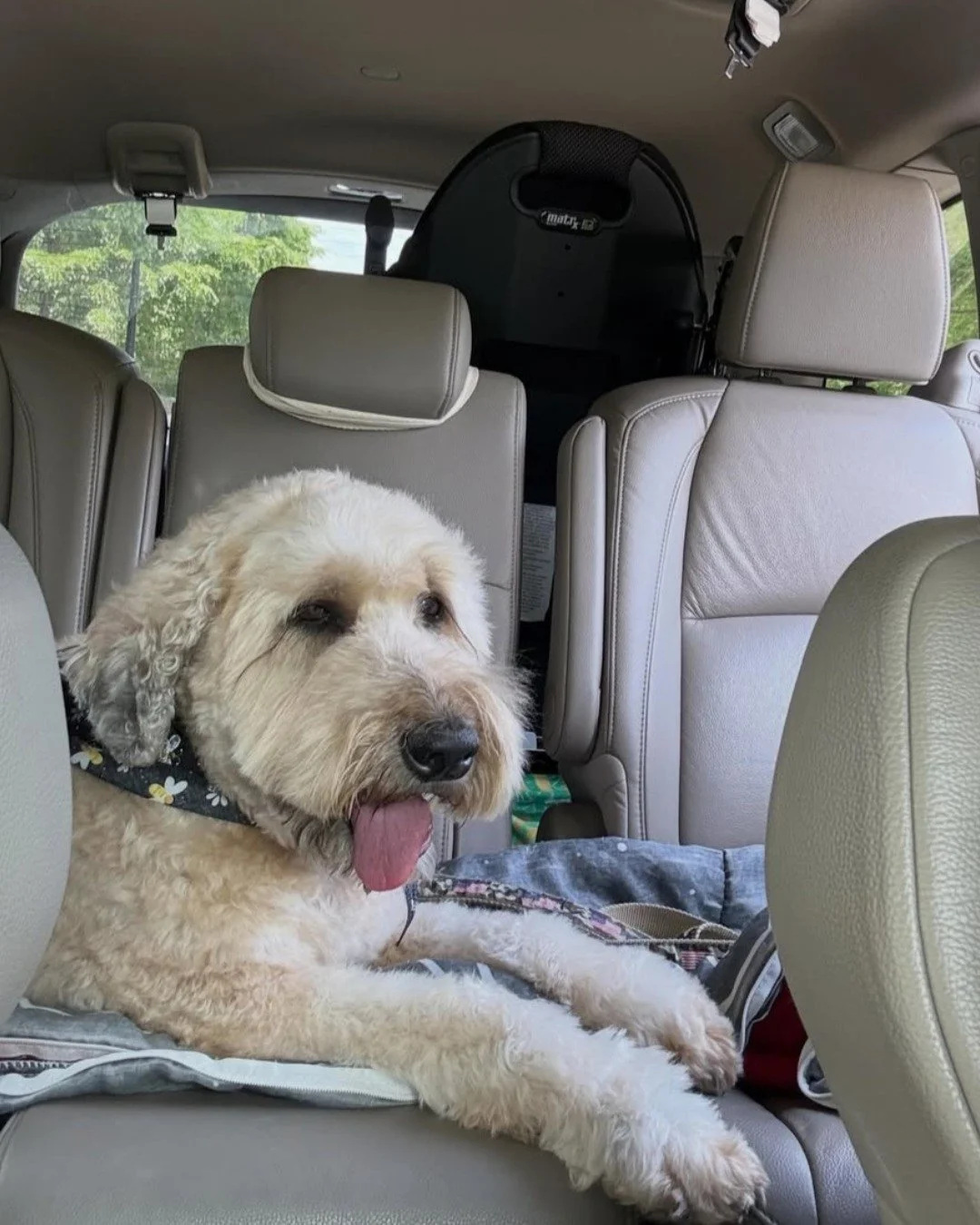 Happy Tongue Out Tuesday from the original Pawfectly Delicious treat tester, Mr. Friday! 👅

Friday is Anne and Bryan&rsquo;s dog, and he was the very first pup to test our ginger dog treat recipe to make sure it was truly pup-approved.

Nearly 10 ye
