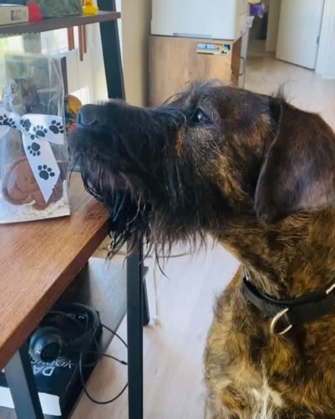 &ldquo;My dog is a HUGE fan! Love your treats &amp; love your mission&rdquo; @caboaroundtown 

Thank you for sharing this picture with us! ❤️

Wanna be featured on our page? Send us a picture or post to your page and tag us!

Do you want to try our t