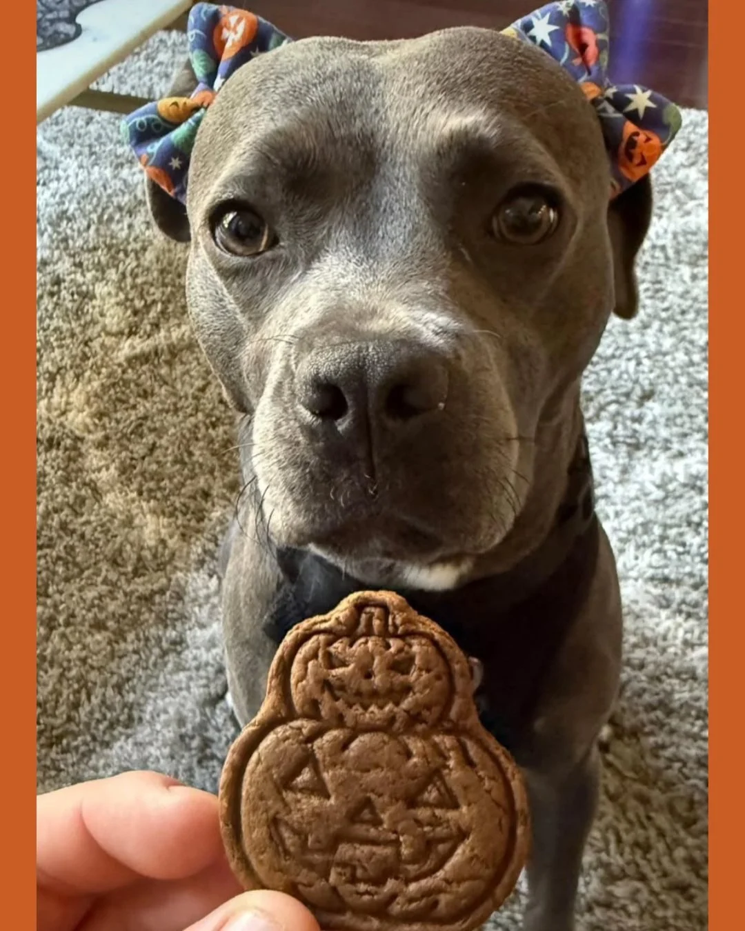 No tricks here -- just our signature ginger dough cut into festive Halloween treats! 🎃🕸️🍬

We still have Halloween Medley bags available on our website! 

📸Thanks for the spooktacular picture, Luna, @pibblehaus!

All our treats are available on o