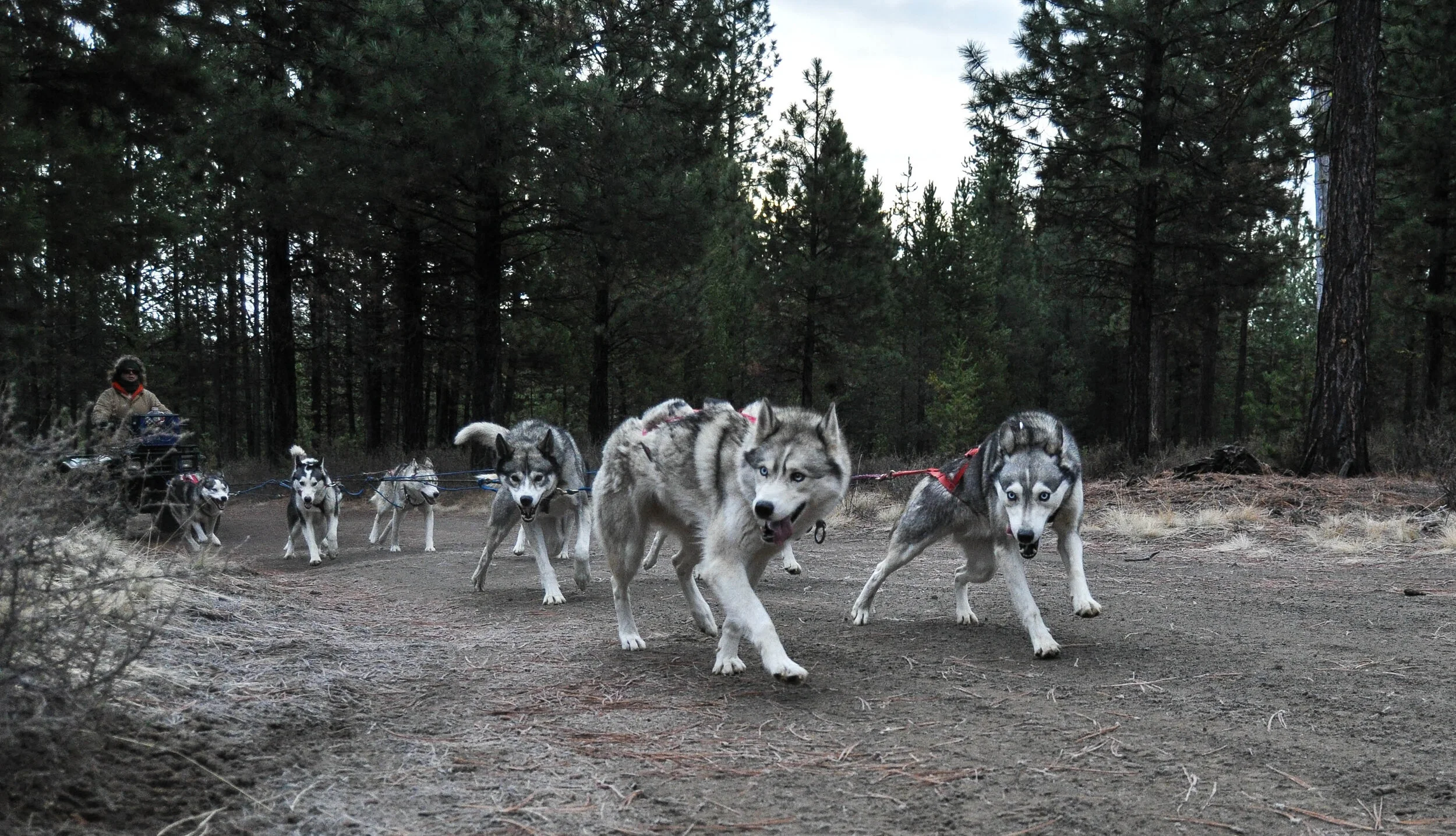 PNW Clubs — Cascade Sled Dog Club