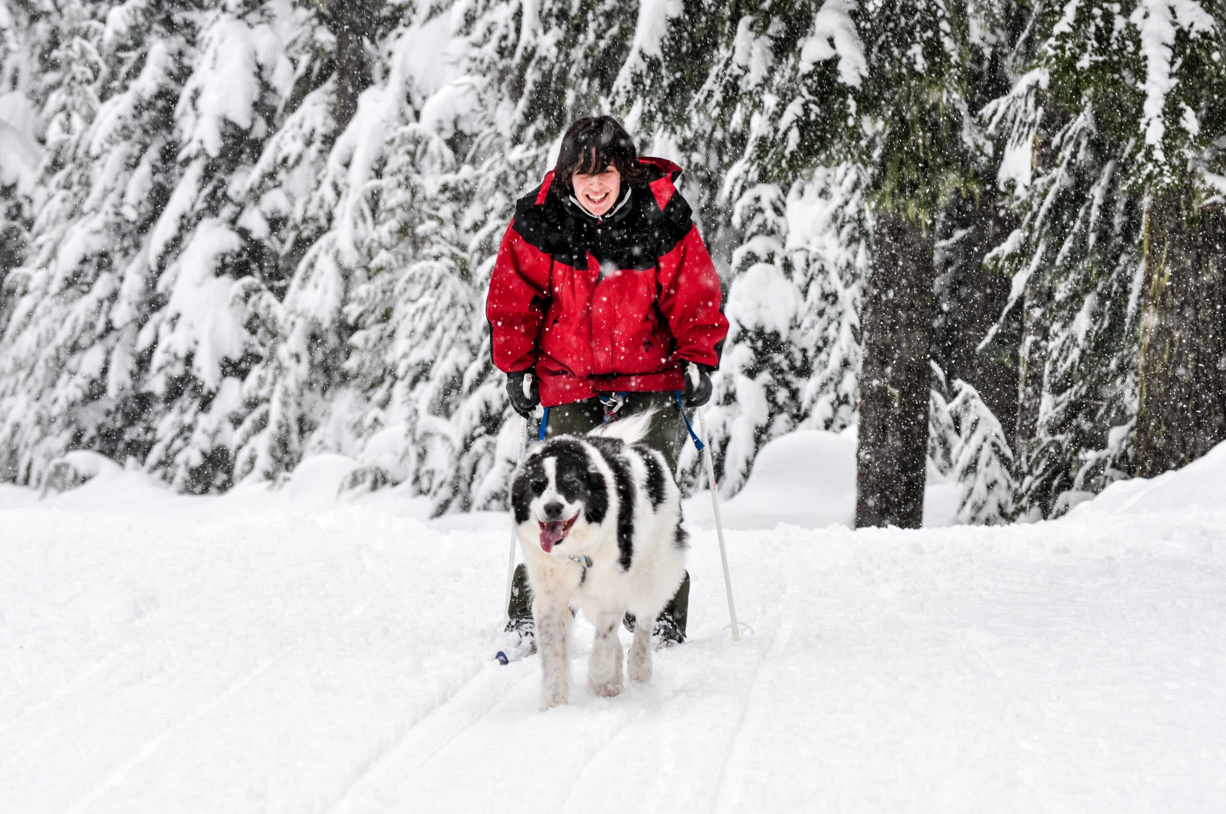 Nordic Skis — Cascade Sled Dog Club