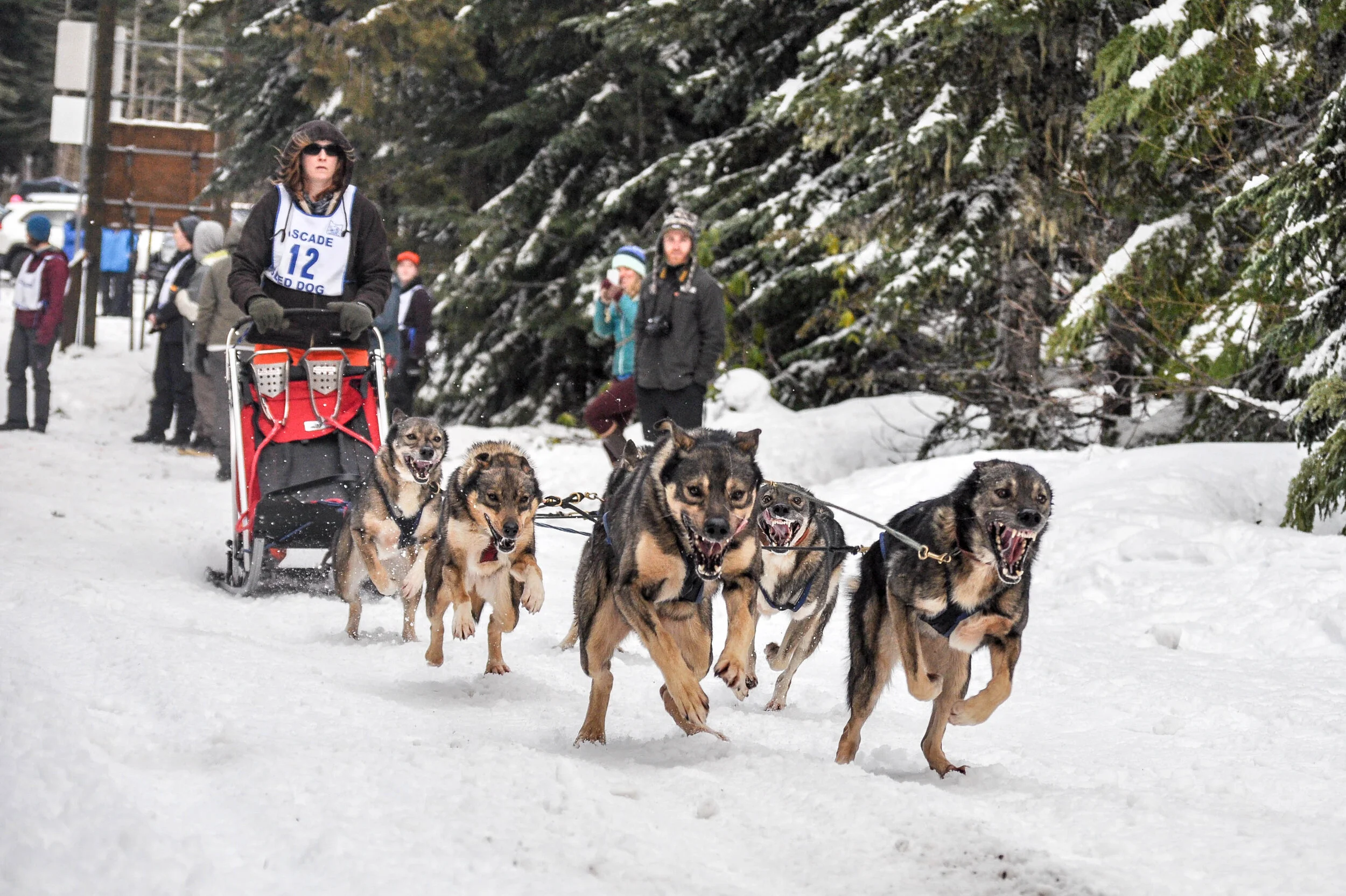 Events — Cascade Sled Dog Club