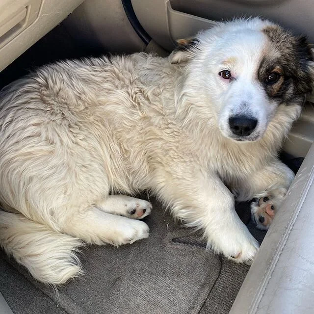 So this little pupper jumped in my car at the trailhead today. Wouldn&rsquo;t leave. Anyone I asked (shouted to from a distance) said he had been there alone for hours in the snow. I couldn&rsquo;t force him out of my car and drive away in good consc