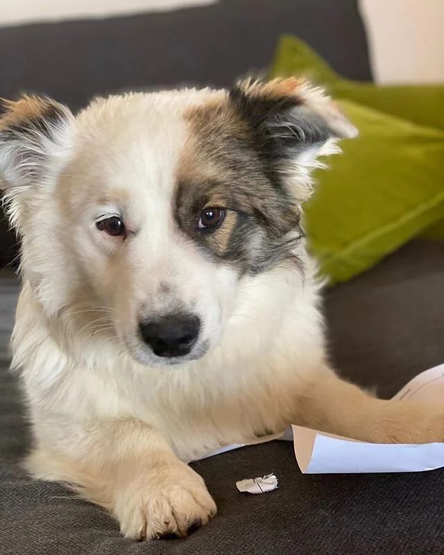 He ate my call sheet today. But how do you get mad at that face?