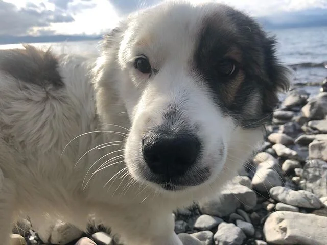 This puppy is the best distraction.