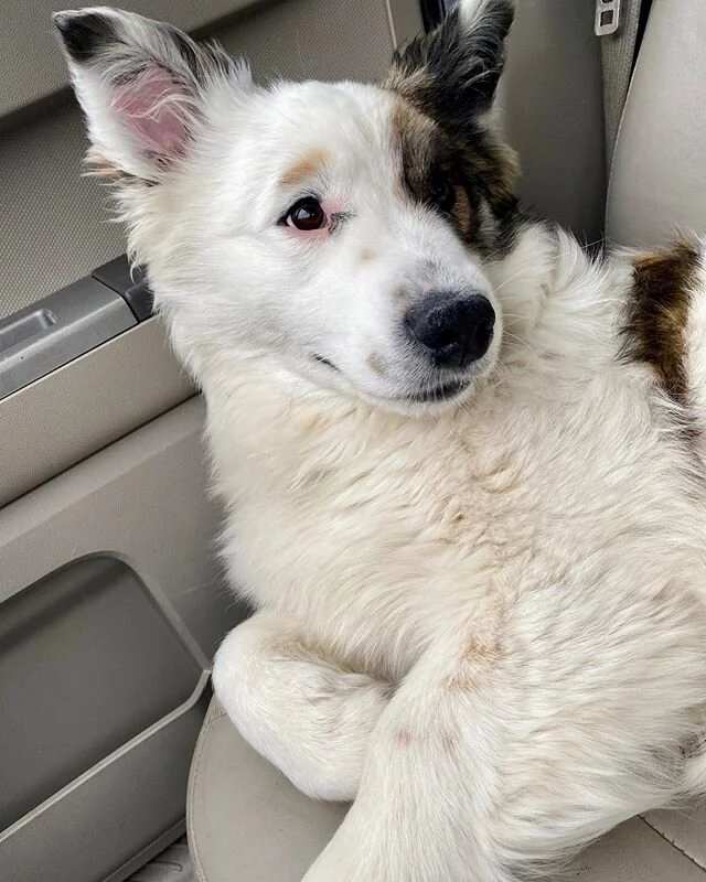 The little guy doesn't have a chip! I'm glad he's brought as much joy to people as he has to me. Our Governor has put in place a stay-at-home order until at least April 10, so looks like I'll have someone to hang with at home! And during zoom meeting