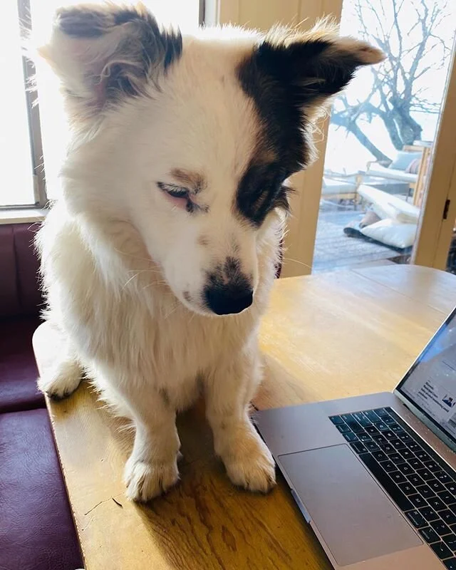 If you're getting a call from me it's not because this guy stepped on the keys. It's the end of the fundraising quarter, and we can't run this campaign for change in congress on puppies-and-rent-freezes alone.