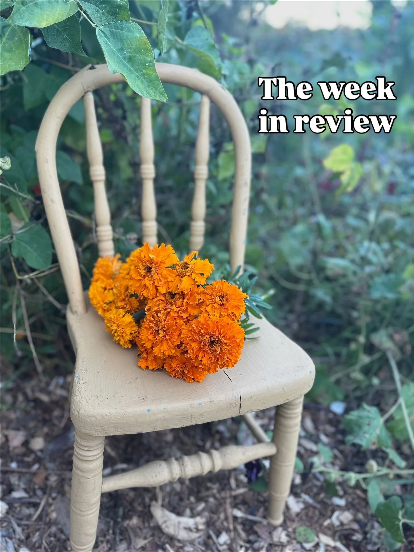 It was a very BUSY last week with lots of shrubby events! I’m so glad that I’ve figured out after many years how to center self care and find a pretty good work-life balance (most of the time). My livelihood, mental health and success of