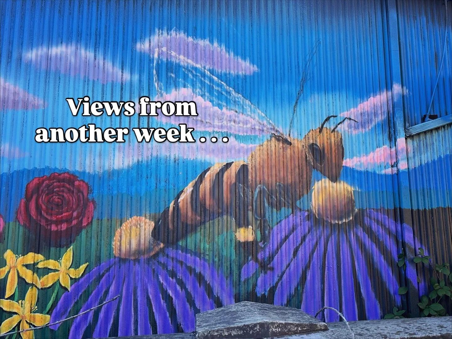 Another week of work and play on repeat. ❤️
#getoutside #fallcolorpallette #natureismychurch #mthood #birdnerd #hiking #girlstrip #coldplunge
