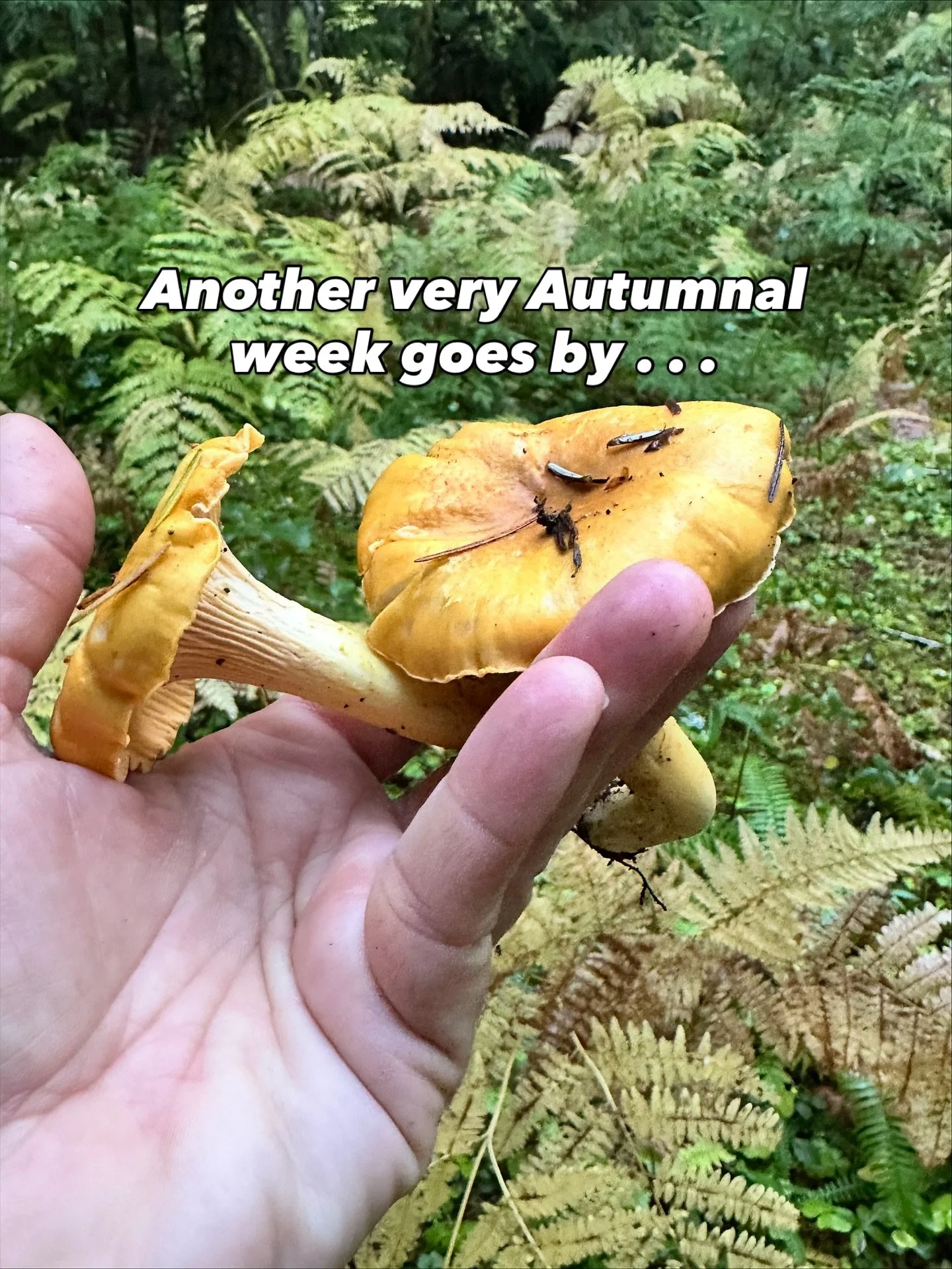 🍄Foraging frolics in the forest make my heart happy. And FIRE CIDER makes my immune system happy! And just look at those fall colors!🍁