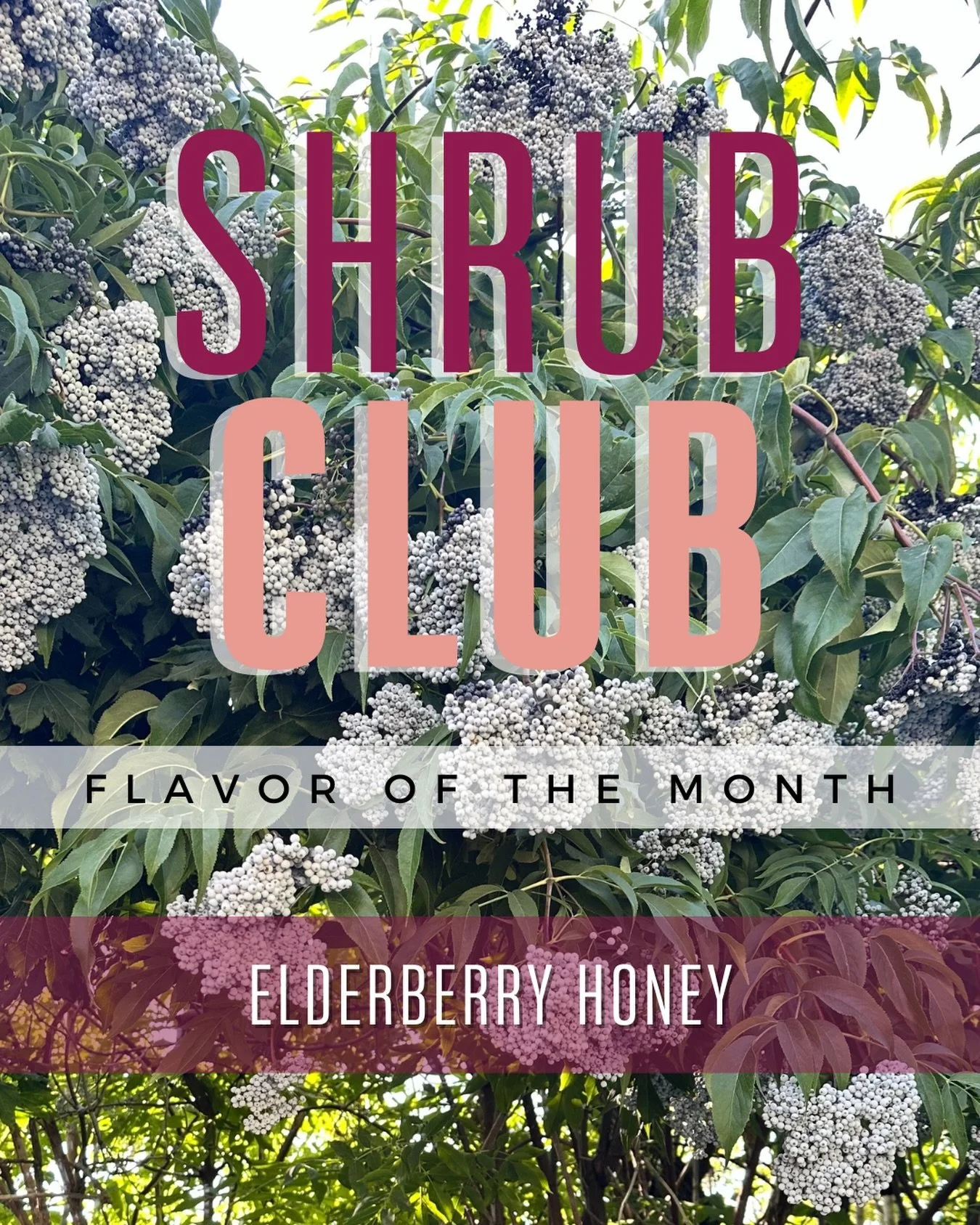 We are welcoming December and winter with an ELDERBERRY &amp; HONEY shrub that will keep your immune system boosted and sickness at bay during cold and flu season and through the holidays! 

Our ELDERBERRY &amp; HONEY shrub club flavor is full of eld