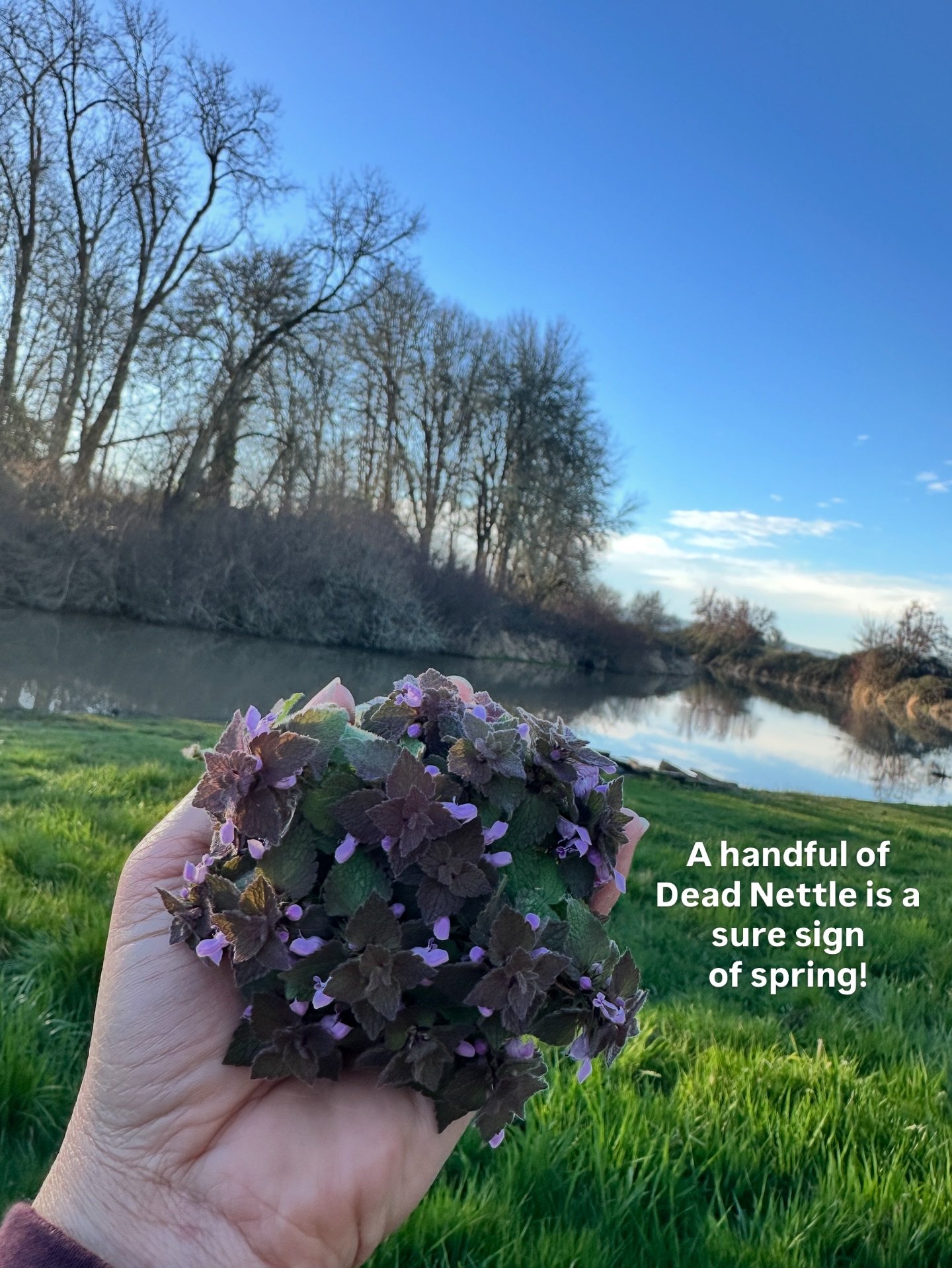 🪻SPRING has sprung my friends!🪻

I&rsquo;m just out here celebrating by foraging on the land and getting ready for all the spring shrubs and Sauvie wellness potions. 

We have so much of this Purple Dead Nettle popping up around our garden beds and
